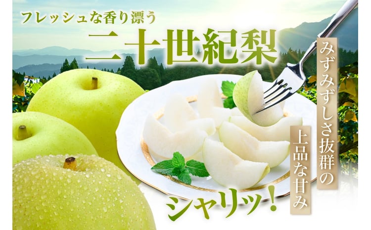2026年産 先行予約】【梨 20世紀梨 香住梨 5kg 秀品（Aランク）小さめ