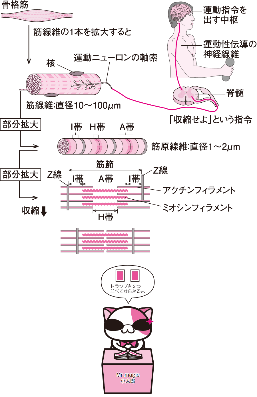 骨格筋の構造｜動く（3） | 看護roo![カンゴルー]