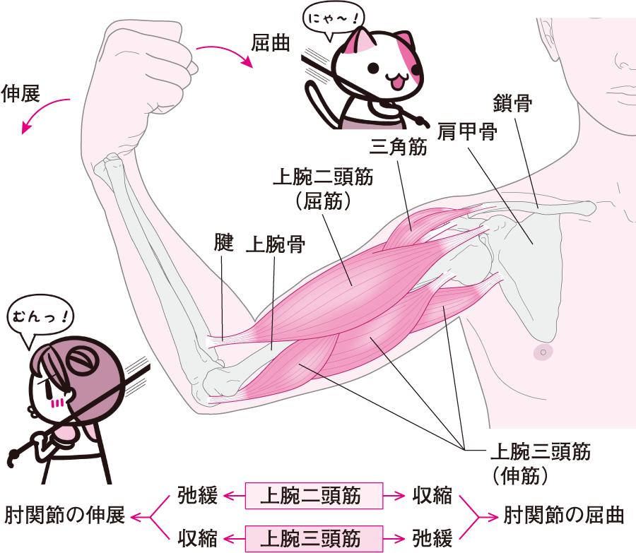 骨格筋の構造｜動く（3） | 看護roo![カンゴルー]