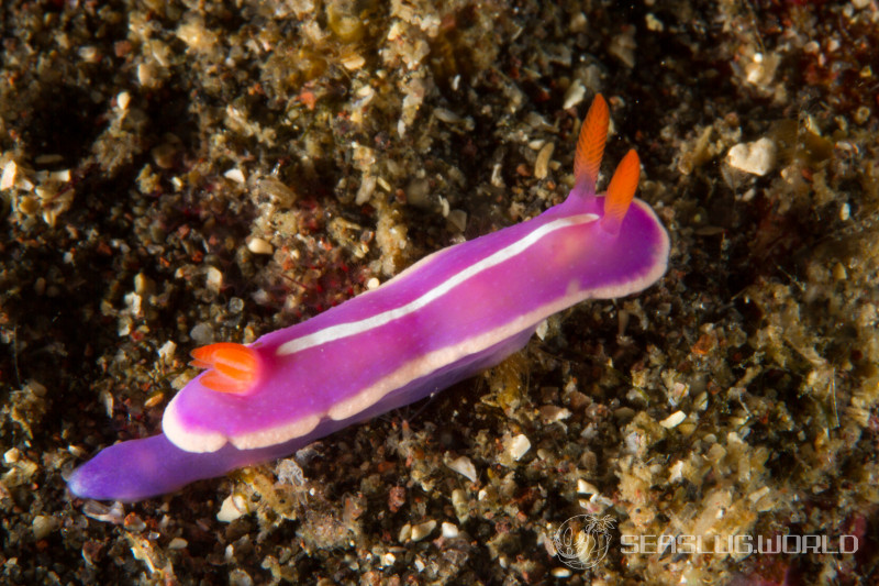 フジイロウミウシ Verconia purpurea | 世界のウミウシ