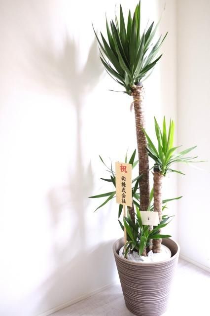 観葉植物 ユッカ・エレファンティペス （エコ素材の軽い鉢カバー付