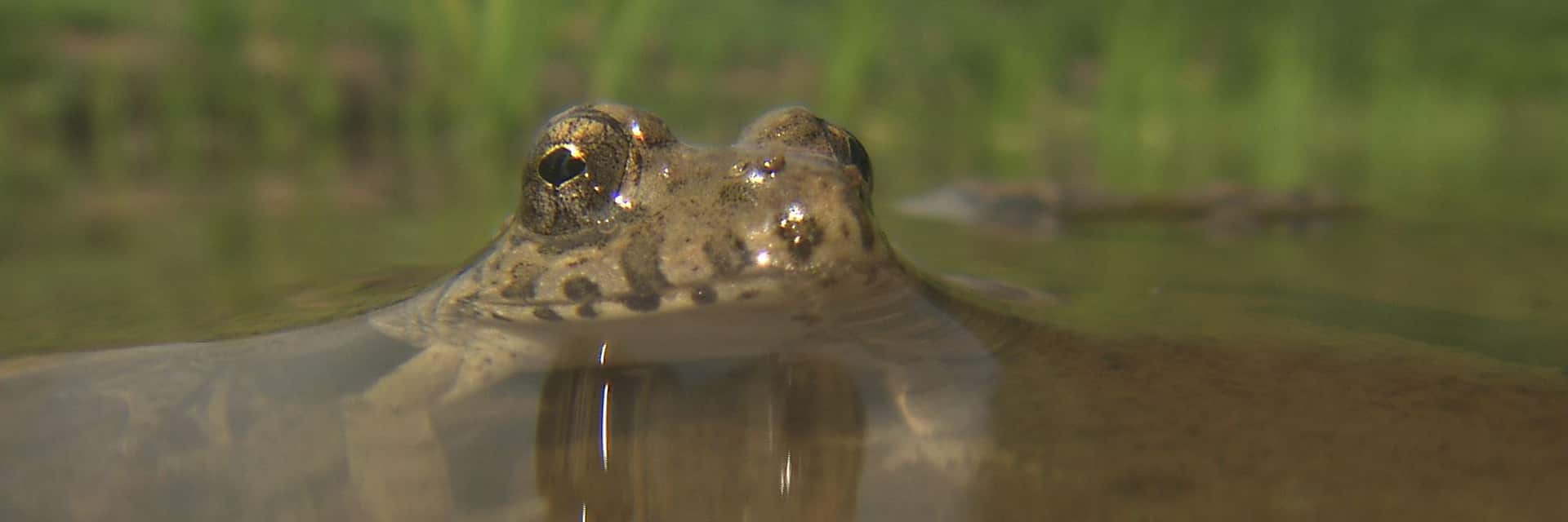 魚の楽園 コンブの浜 北海道 羅臼町」 | ニッポンの里山 ふるさとの