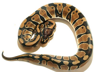 p-regius01.jpg
