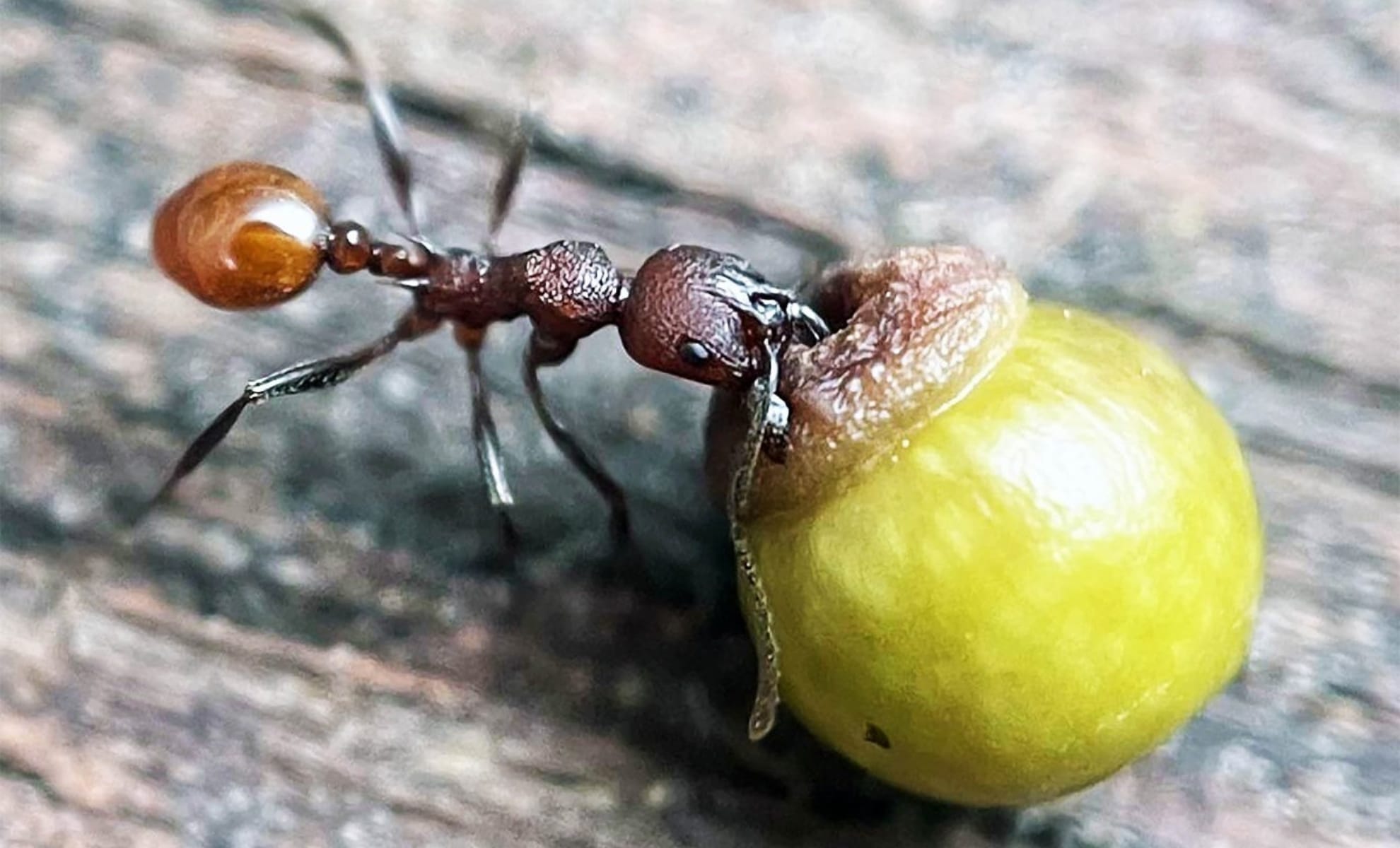 An 8-Year-Old's Backyard Discovery is Shattering Decades of