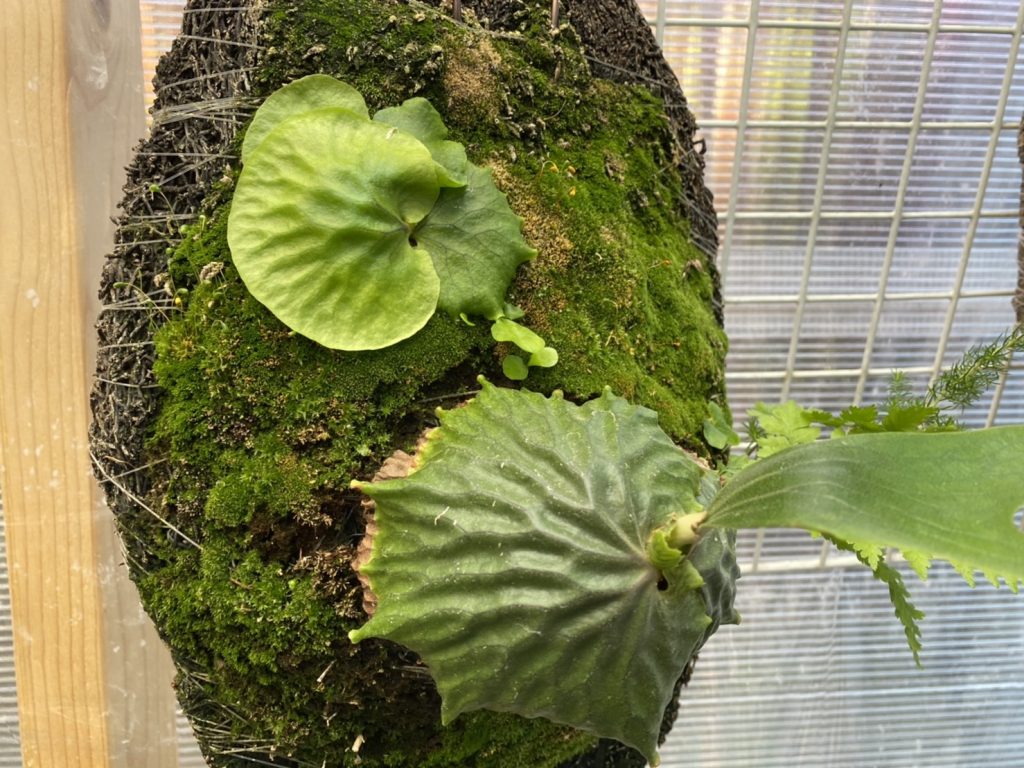 マダガスカリエンセの胞子葉って小さくても