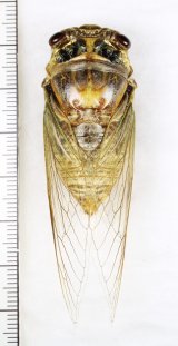 セミ Japanese Cicadidae - Insect Islands 〜南の島の昆虫標本屋さん