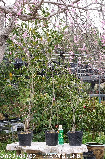 山野草の石田精華園 / シロモジ 8号 高さ 120～130cm 【鉢植え