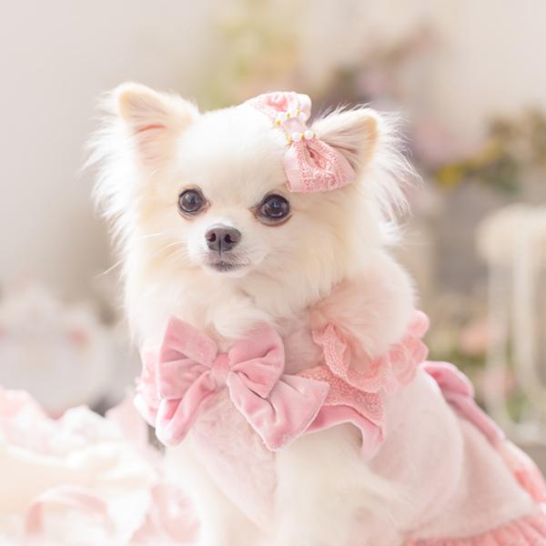 CanNana きゃんナナ 犬 服 犬服 犬の服 おしゃれ ブランド シーズー