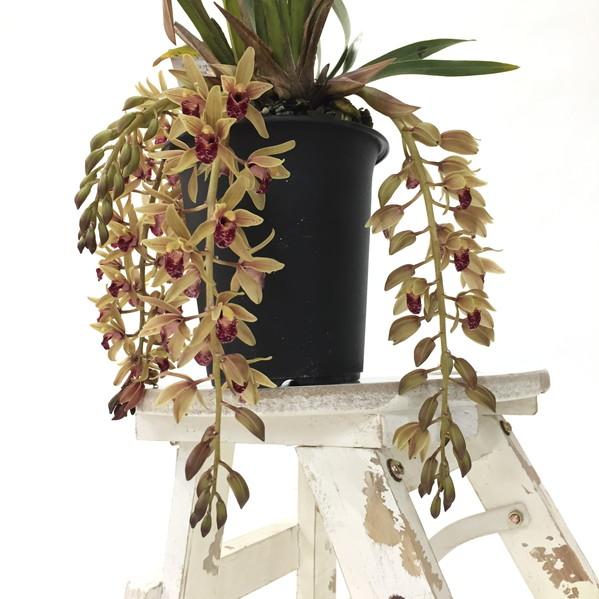 まもなく開花〜開花 花芽4個以上＞ミスマフェット 4号（赤花系種