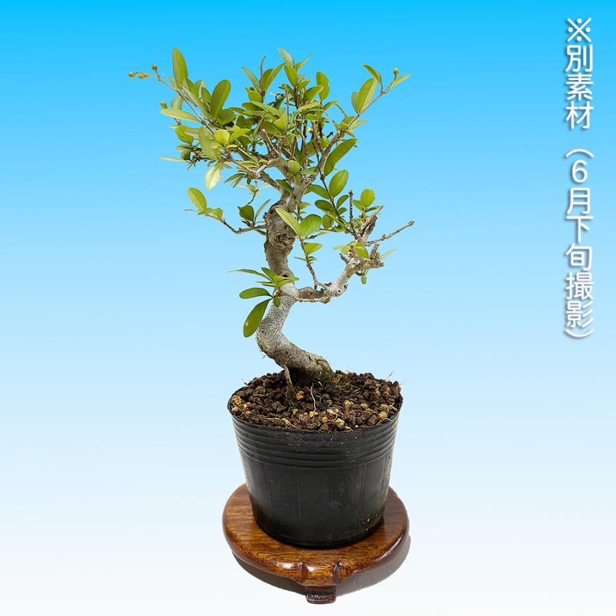 盆栽 荒皮いぼた イボタ 水蝋 小品盆栽 ミニ盆栽 盆栽素材 苗木 実物