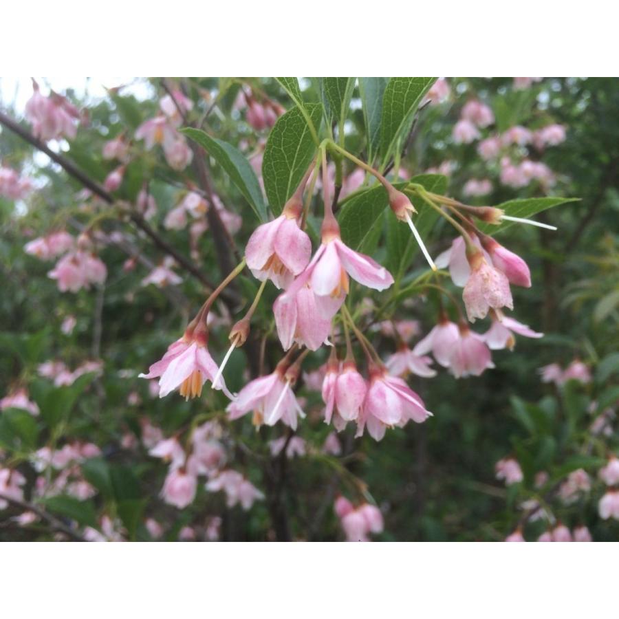 紅花エゴノキ ピンクチャイム 約1.4m 現品発送 特大植木苗木 希少な