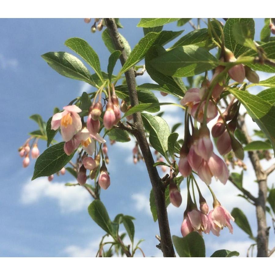 紅花エゴノキ ピンクチャイム 約1.4m 現品発送 特大植木苗木 希少な