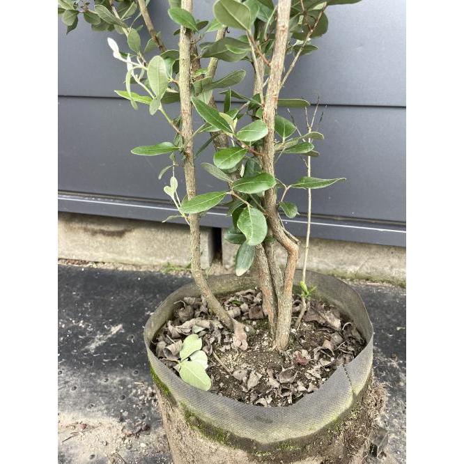 フェイジョア 株立ち 約1.5m 現品発送 植木 苗木 大苗 常緑樹 シンボル