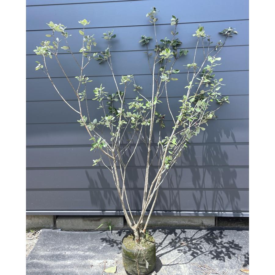 フェイジョア 6本株立ち 約1.8m 現品発送 豪華株 植木 苗木 大苗