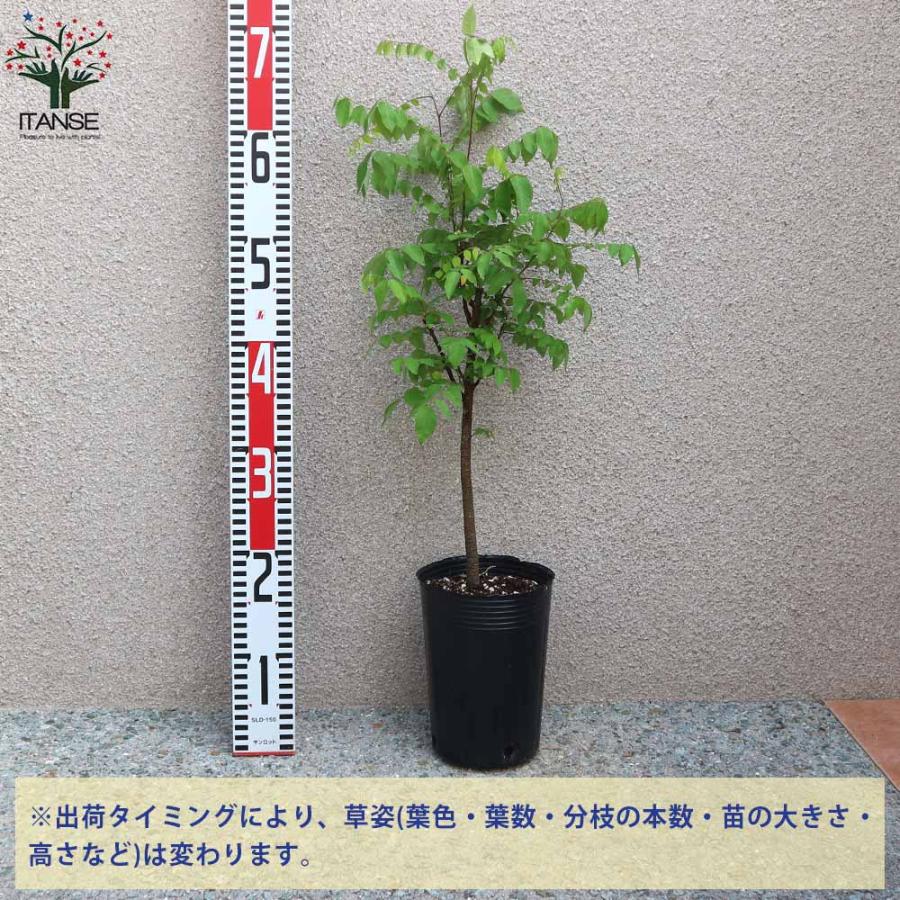 スターフルーツの苗 【果樹の苗木 13.5cmポット／1個売り】 : shopooo