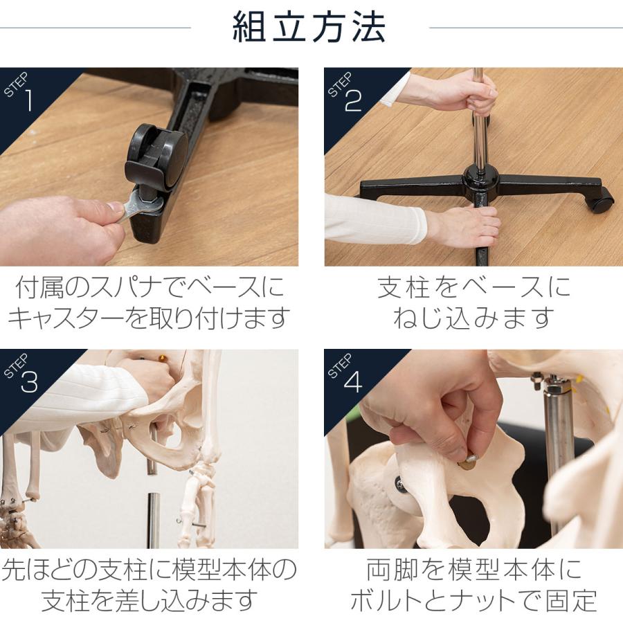人体模型 骨格模型 骨 等身大 身長約166cm 展示スタンド付き 骨格標本