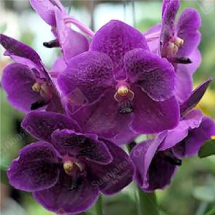 洋ラン 苗 バンダ ピュア ワックス'ブルー'（Vanda Pure Wax 'Blue