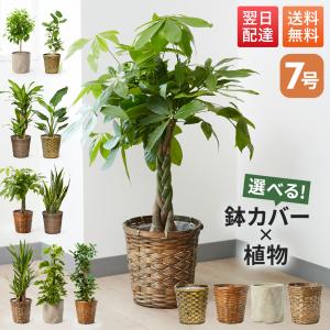 ワンダエ ドワーフ アンド カーリング 4 P.wandae 'Dwarf & Curling