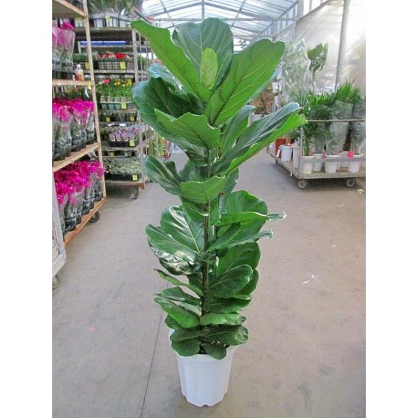 bloomgrace_sa-0479