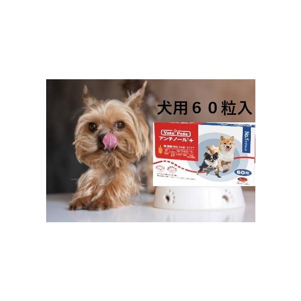 アンチノールプラス アンチノールPlus 犬用サプリ 60粒入り/箱 : 金閣