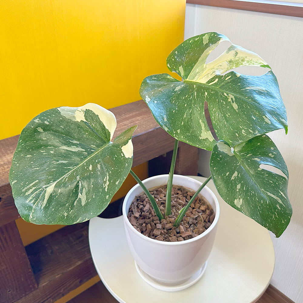 宝石のような観葉植物のお店 【Jewelry Plant】 【希少品種