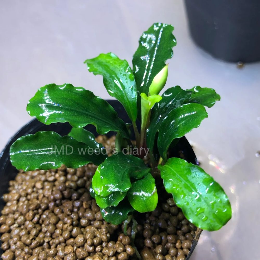 ブセファランドラsp.グリーンウェービー❣️Bucephalandra sp.Green