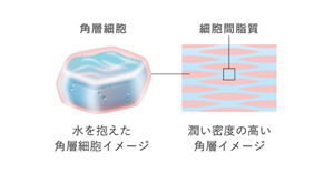 花王 ALBLANC（アルブラン） ザ ローション（化粧水）