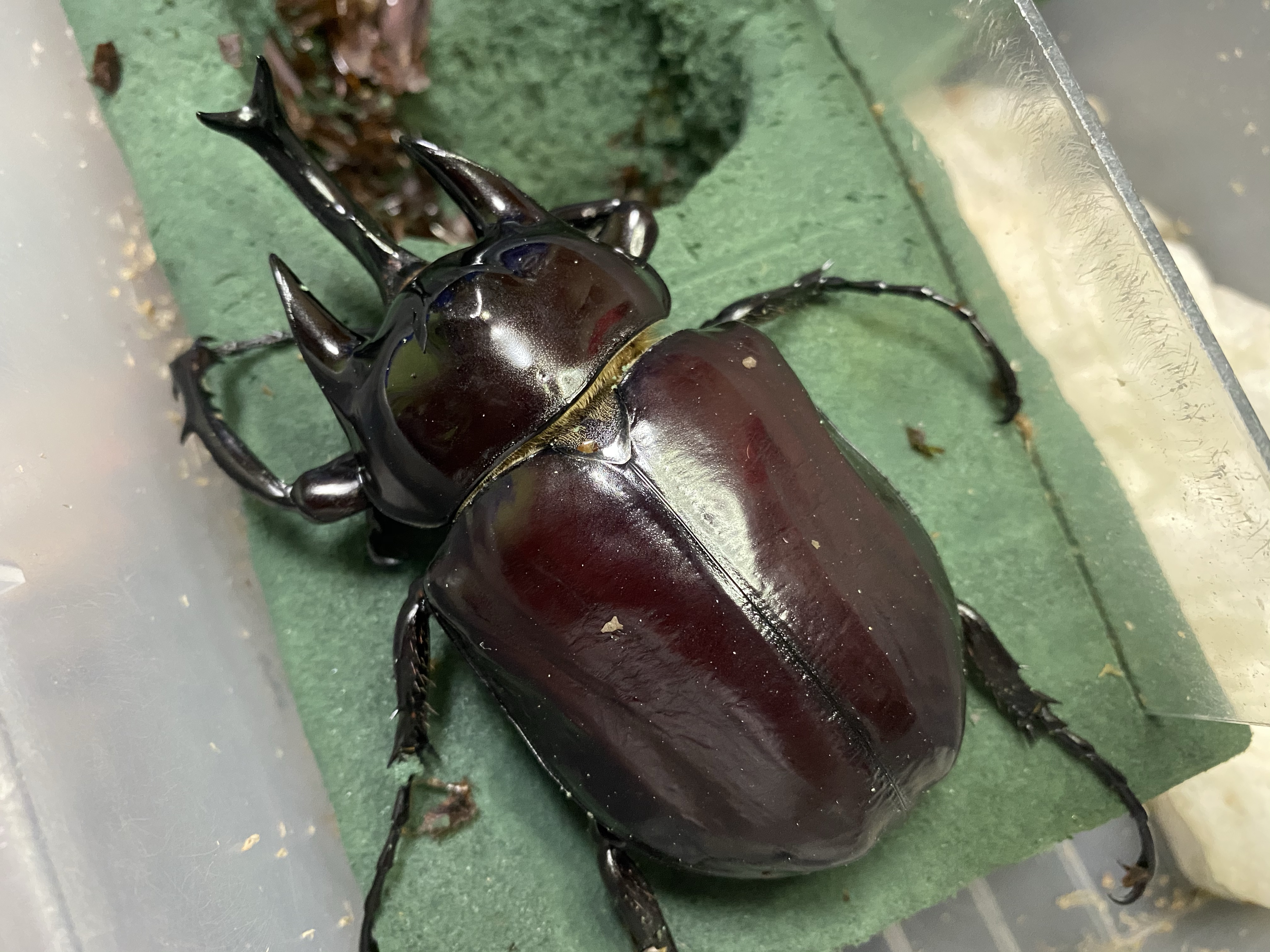 ボリビア産ゾウカブトについての考察
