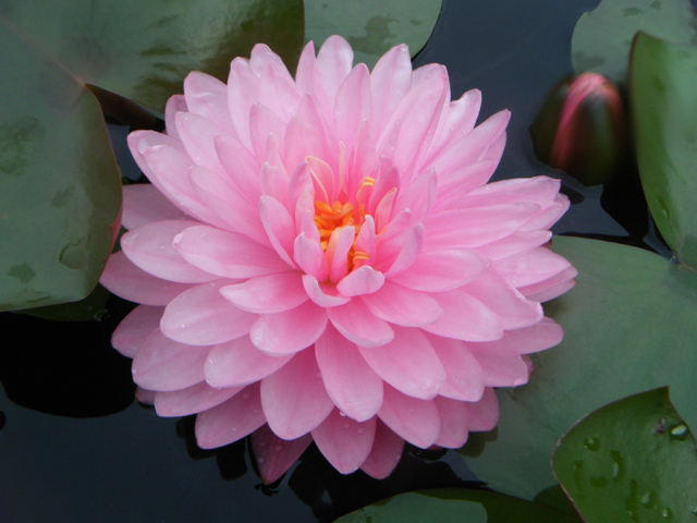 Nymphaea 'Pink Pom Pom'（ピンク・ポン・ポン）: 睡蓮図鑑（睡蓮愛）