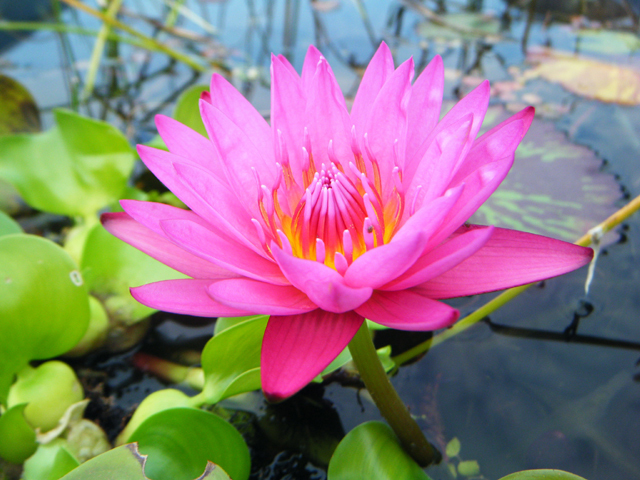 Nymphaea 'Hot Pink'（ホット・ピンク）: 睡蓮図鑑（睡蓮愛）