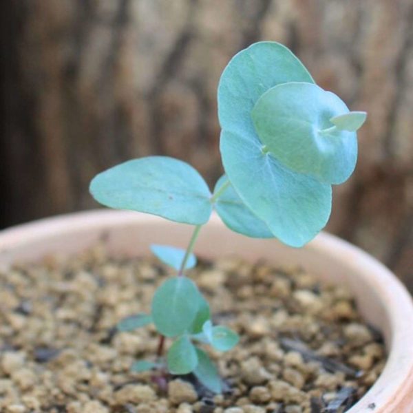 ツキヌキユーカリ (ユーカリ・ペリニアナ) – 取り扱い植物の説明と育て