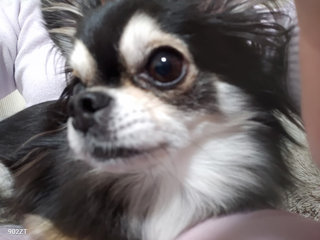 ロイヤルカナン チワワ 成犬用 3kg (生後8カ月齢以上) Pets-first