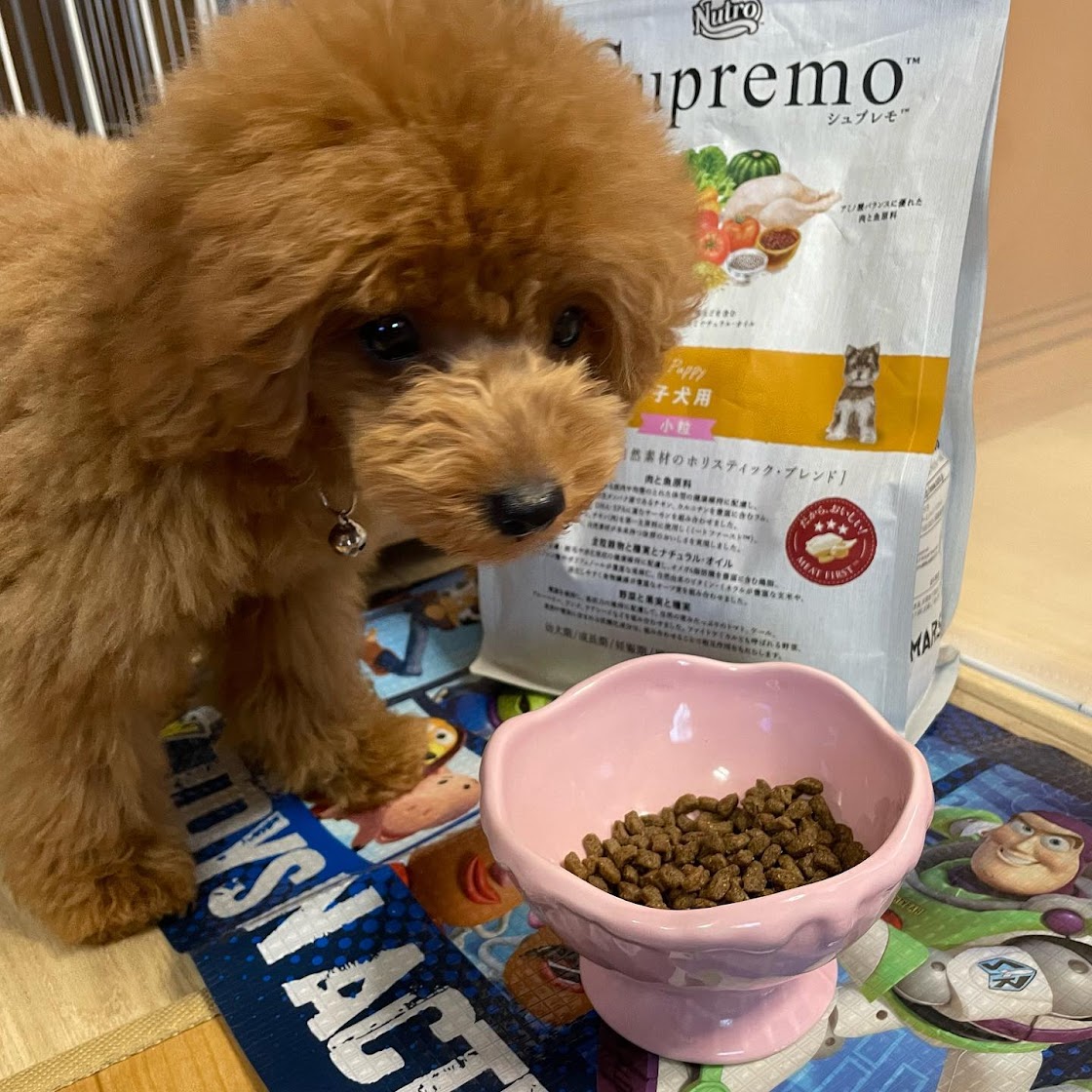 ニュートロ シュプレモ 全犬種用 子犬用 小粒 6kg(犬・ドッグ)[正規品