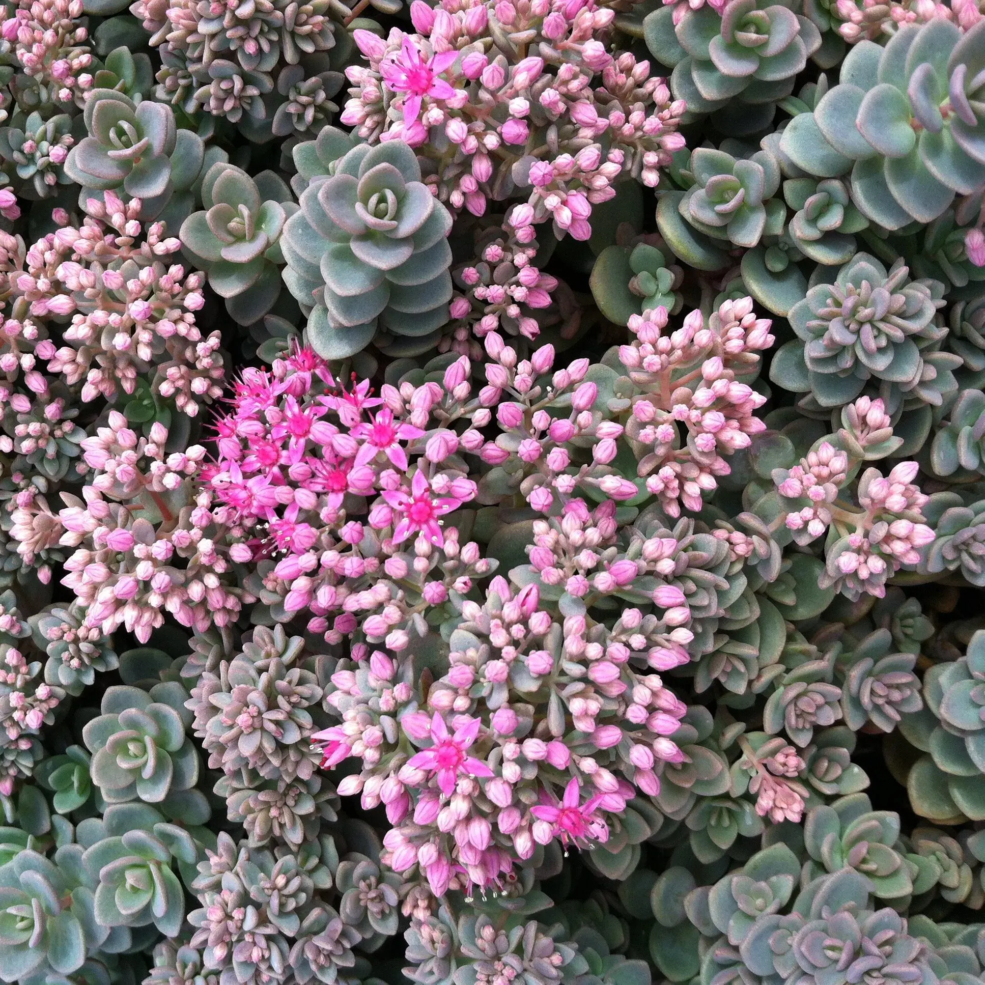Sedum pluricaule 'Isle of Sakhalin' - Stonecrop (3.5