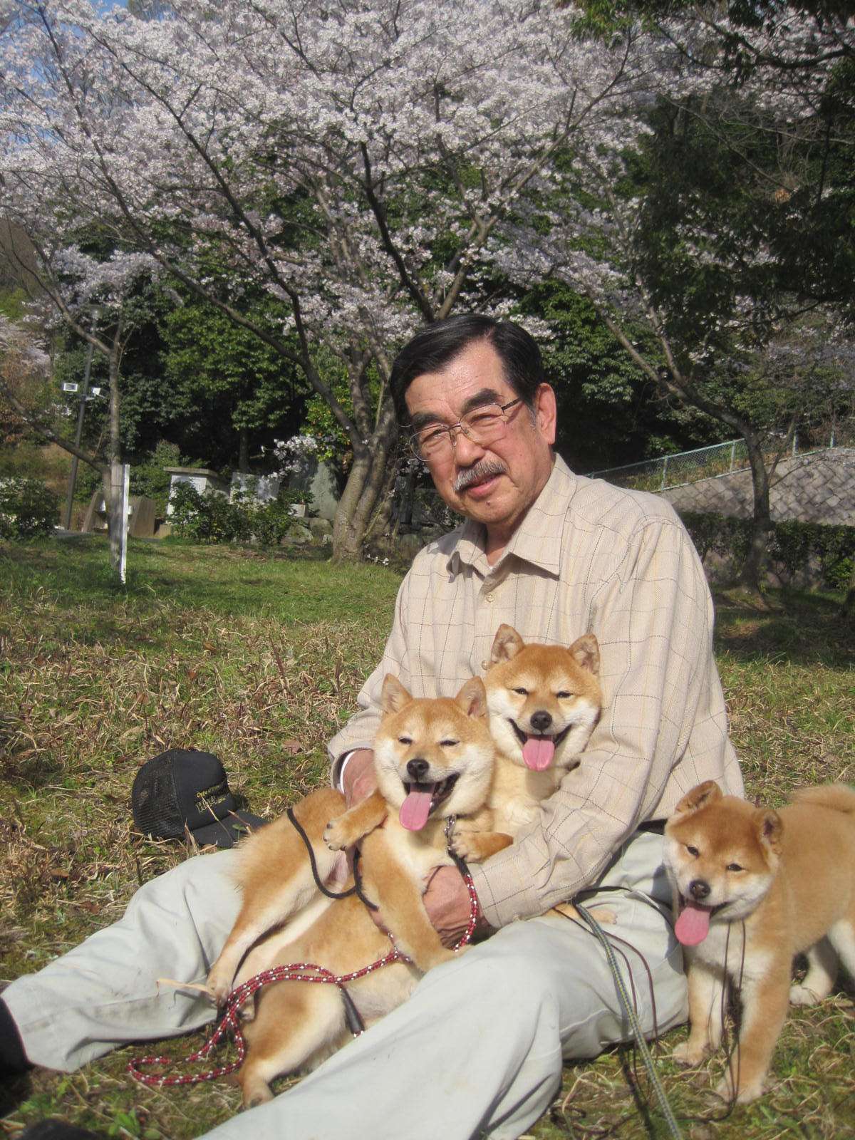 Standard of Mame-Shiba Inu
