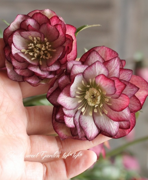 ローズ i>Helleborus</i><BR><BR>クリスマスローズ・開花株！<BR>『ダブル咲き