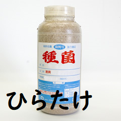 きのこ種菌 ひらたけ（オガ菌）【きのこのお店 しいたけ本舗】 ｜鳥取
