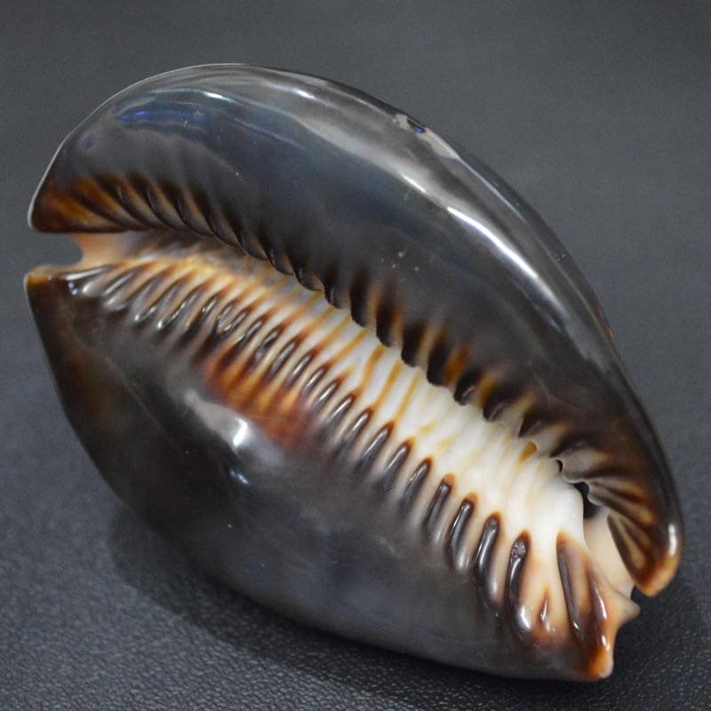 ハチジョウダカラ 6-6.5cm | すべての商品 | やどかり屋