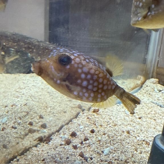 ラクダハコフグ【スリランカ産】 | 海水魚図鑑（過去入荷）,海水魚