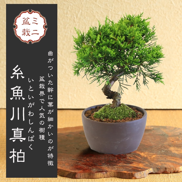 ミニ盆栽：糸魚川真柏（曲・5年生）* (萬古焼泥物丸小鉢) 苔付き