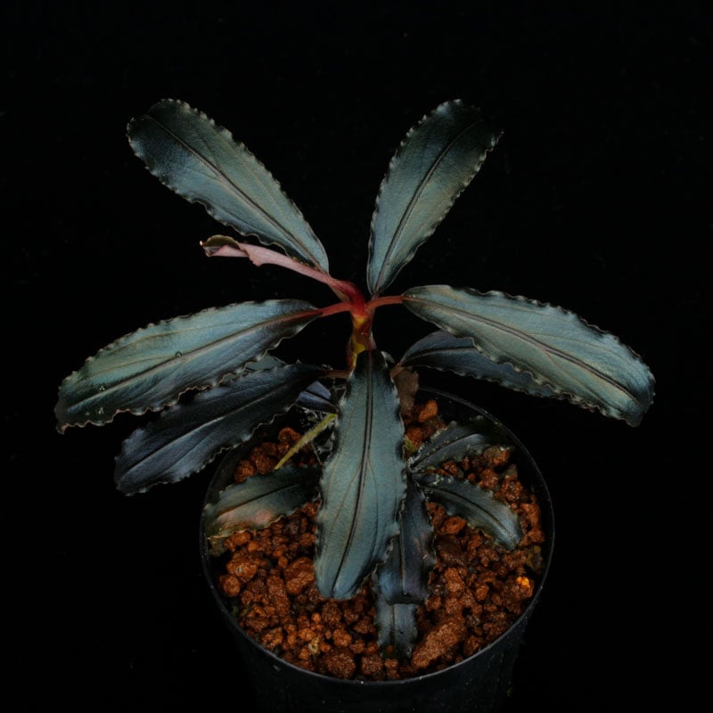Bucephalandra sp. 