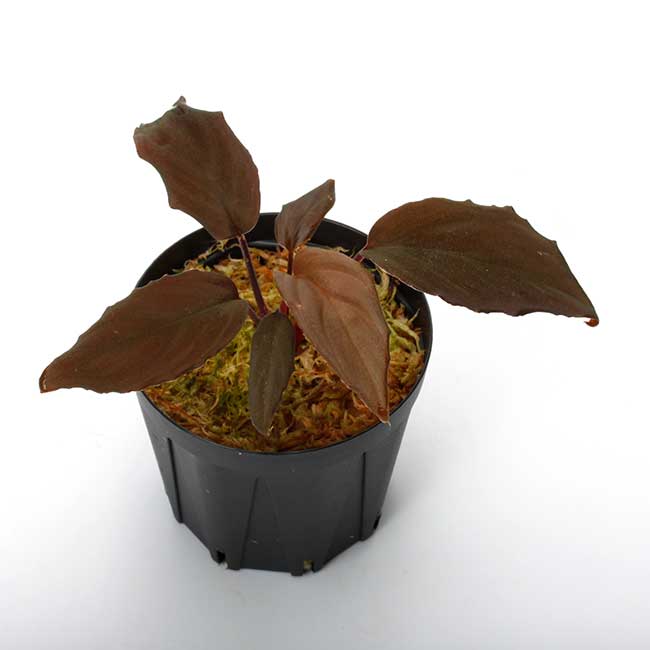 Homalomena sp. 