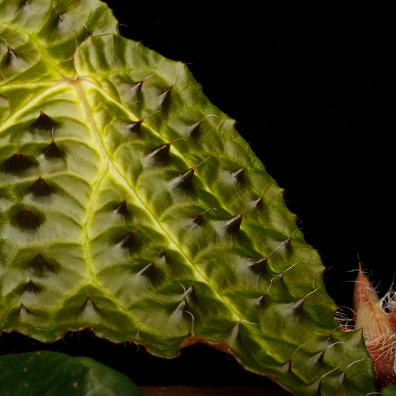 Begonia ferox [ ベゴニア・フェロックス ] 1ポット 【 ブラックの無数
