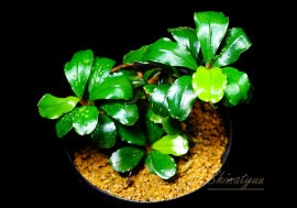 一点物 Bucephalandra sp. Red Cerberus 大株 2020.7 No.60 | 水草