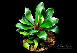 一点物 Bucephalandra sp. Mini Purple 大株 2020.10 No.56 | 水草