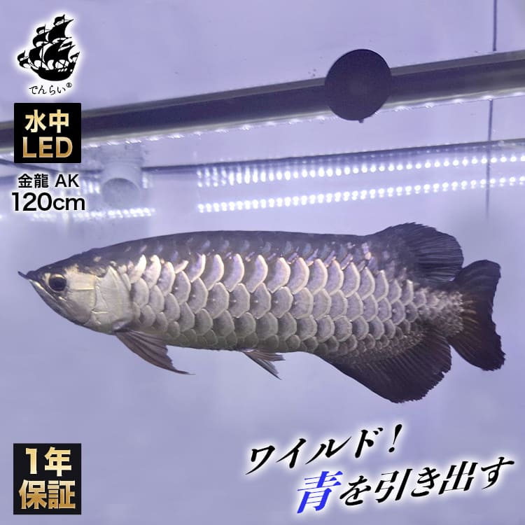 水槽 アロワナライト,金龍用ライト | おしゃれな照明専門店 でんらい公式