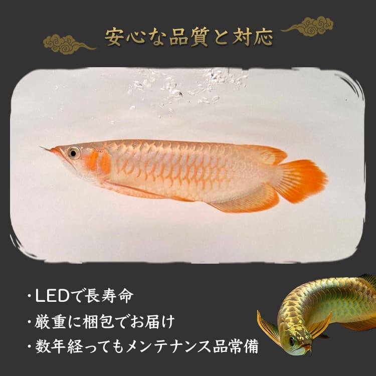 紫外線LEDでアロワナの生まれ育った環境に近づける水中ライト
