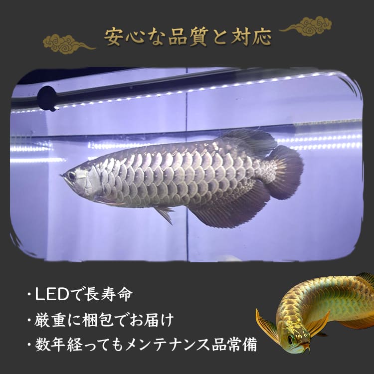 金龍の発色を最大限に！高輝度LEDで水槽全体を明るくする水中ライト