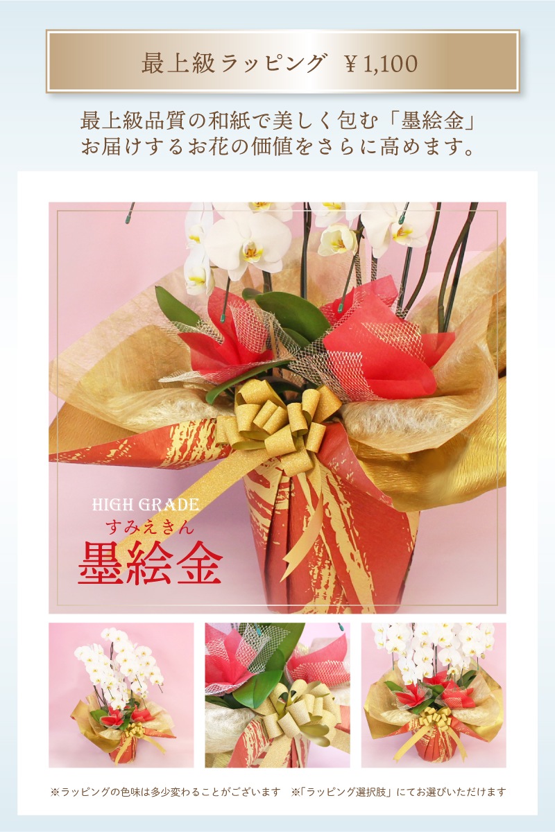 大輪胡蝶蘭「ピンクパンダ」3本立ち レア品種 | 大輪胡蝶蘭 | ふじみ野