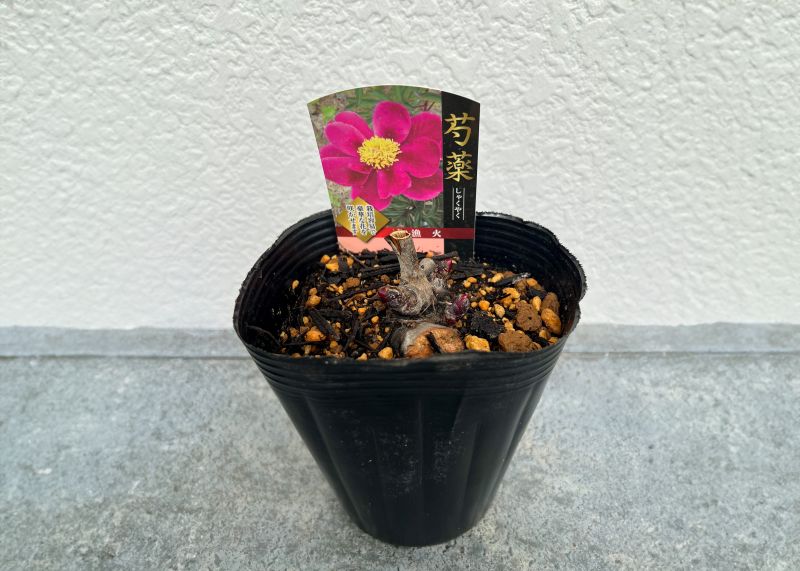 シャクヤク 芍薬 漁火 12cmポット 苗 園芸 ガーデニング 通販 greenery